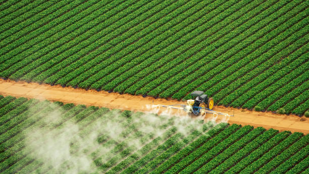 Best Cockroach Control Services  in Waggaman, LA